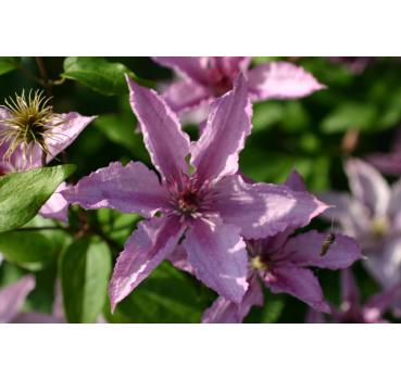 Clematis Hagley Hybrid