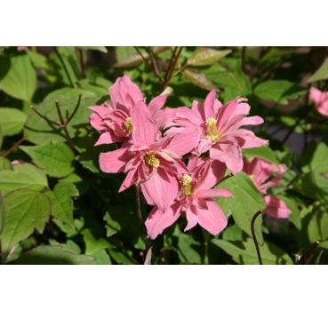 Clematis montana Broughton Star - Topfballen ab 60 cm