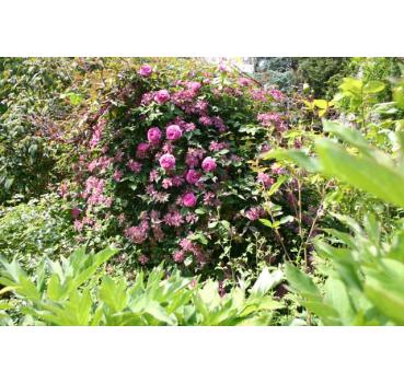 Clematis montana Broughton Star - Topfballen ab 60 cm