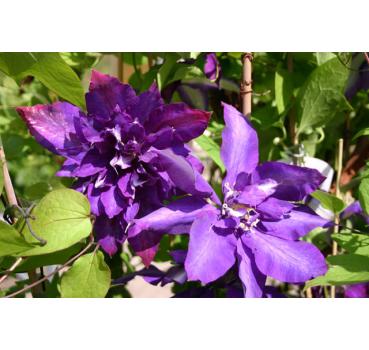 Clematis Daniel Deronda