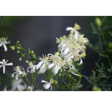 Clematis Flammula