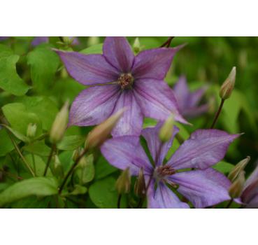 Clematis Dorothy Walton