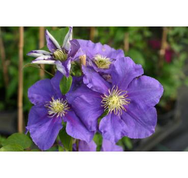 Clematis General Sikorski