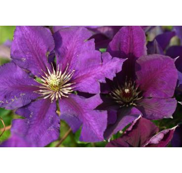 Clematis Gipsy Queen