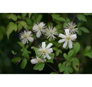 Clematis fargesioides Summer Snow