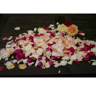 Frische Rosenblütenblätter Mix ca.Juni bis September lieferbar