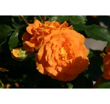 Goldelse® Wurzelnackte Rose AQualität und andere Rosen kaufen Sie