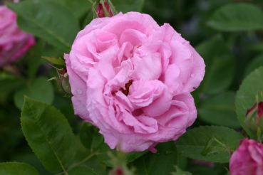  Rose: Mrs John Laing Foto Rosen-Direct.de