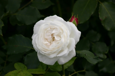  Rose: Boule de Neige Foto Rosen-Direct.de