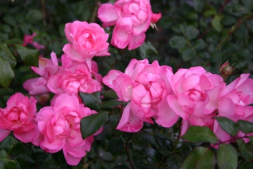  Rose: Centennaire de Lourdes Foto Rosen-direct
