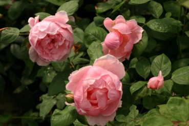 Rose Brother Cadfael  Foto Rosen-direct