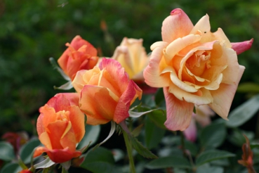 Rose Sutters Gold Foto rosen-direct