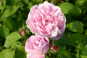 Rose Fantin Latour Foto Rosen-direct