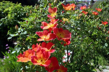 Rosa foetida var. bicolor  Foto rosen-direct