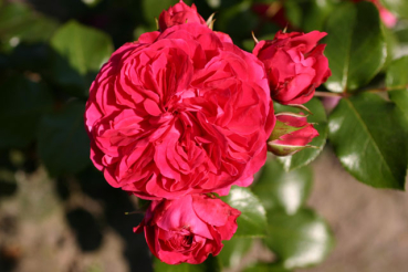 Rose Red Leonardo da Vinci  Foto Rosen-direct