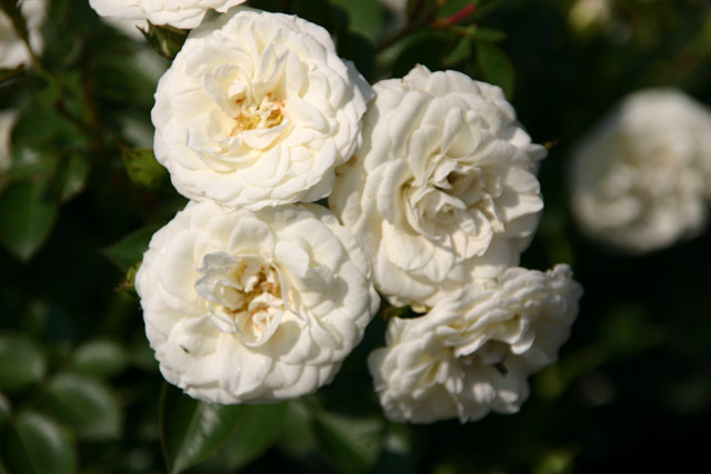 Waltz® Wurzelnackte Rose A Qualität und andere Rosen kaufen Sie