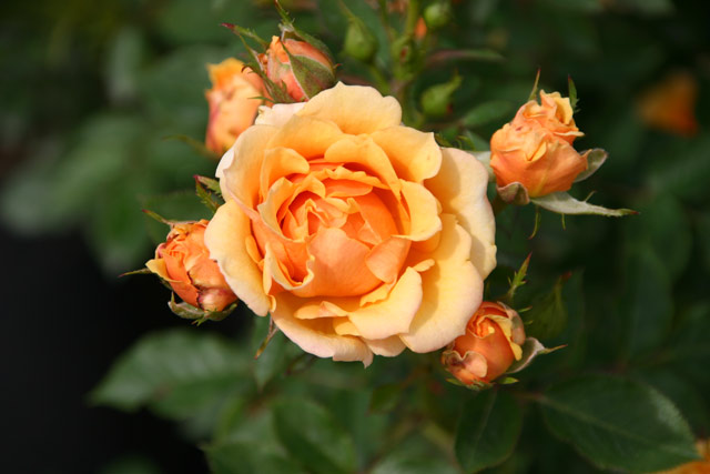 Disco Tango® Wurzelnackte Rose A Qualität und andere Rosen kaufen