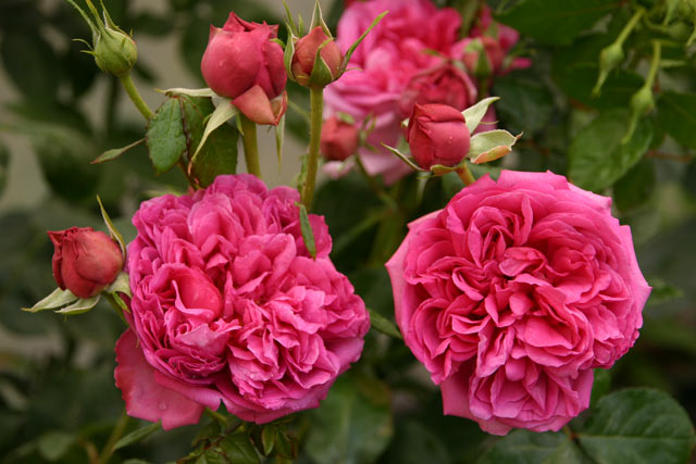 Pompadour® Wurzelnackte Rose A Qualität und andere Rosen kaufen Sie