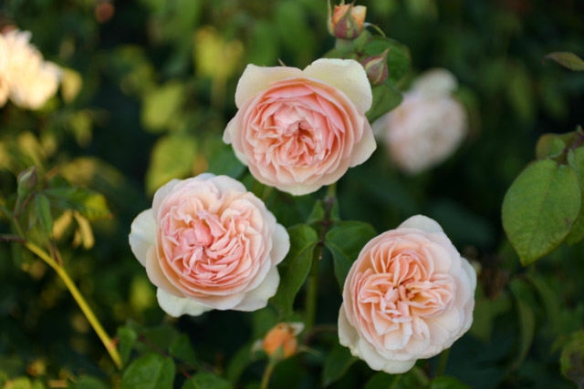 Sweet Juliet® and other roses you can buy at the online shop of  Rosen-Direct.de