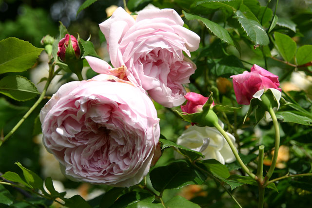 Rosa Spirit Of Freedom Old Rose Spirit Of Freedom Uploaded By Miwa