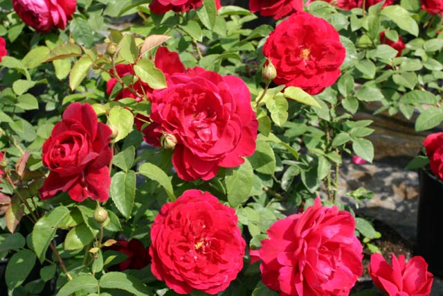 L.D.Braitwaite® und andere Rosen kaufen Sie günstig im von
