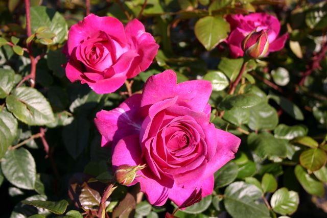 Chartreuse de Parme ® und andere Rosen kaufen Sie günstig im Online