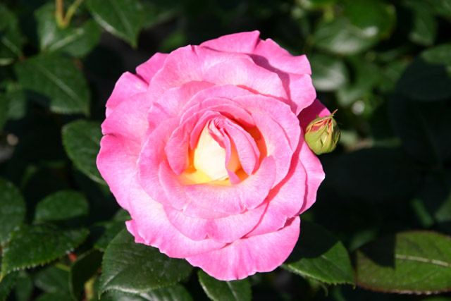 Pink Paradise And Other Roses You Can Buy At The Online Shop Of