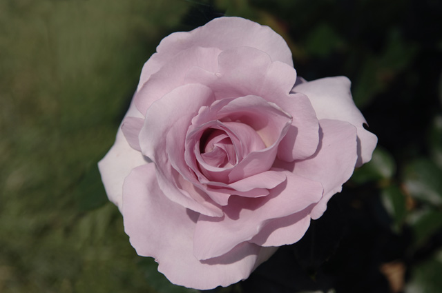 Le Petit Prince Rose Bush / The Romantic Throb Of Le Petit Prince