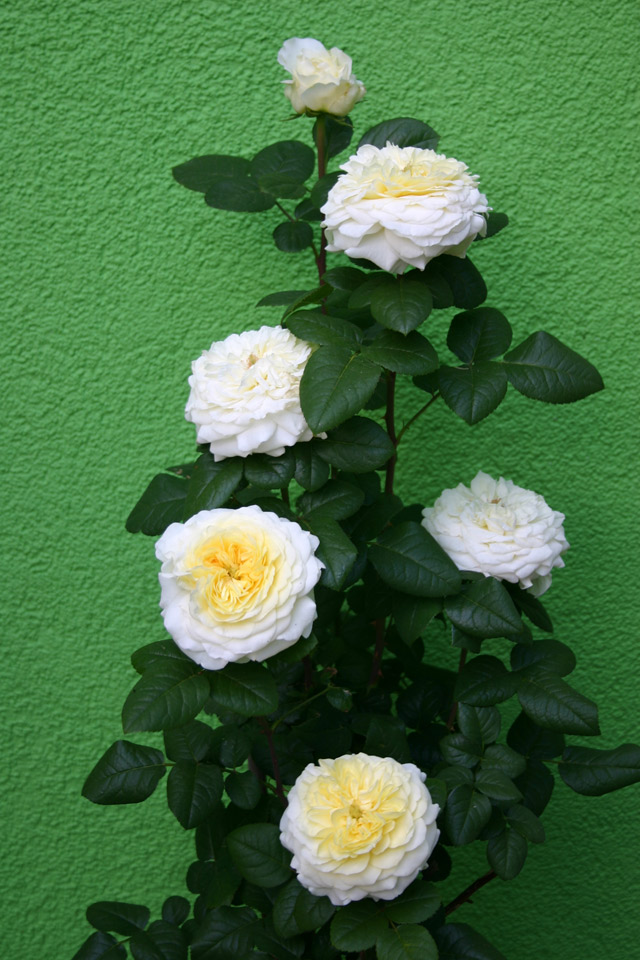 Benedikt® und andere Rosen kaufen Sie günstig im von Rosen