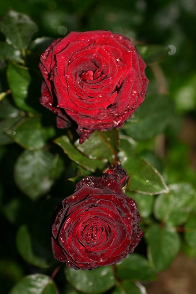 Baccara Rose Preis Baccara Rose Preis