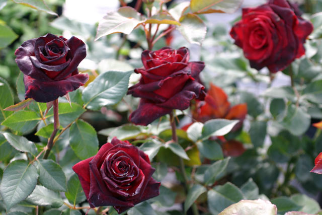 Baccara Rose Preis Baccara Rose Preis