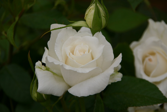 Annapurna® und andere Rosen kaufen Sie günstig im von Rosen