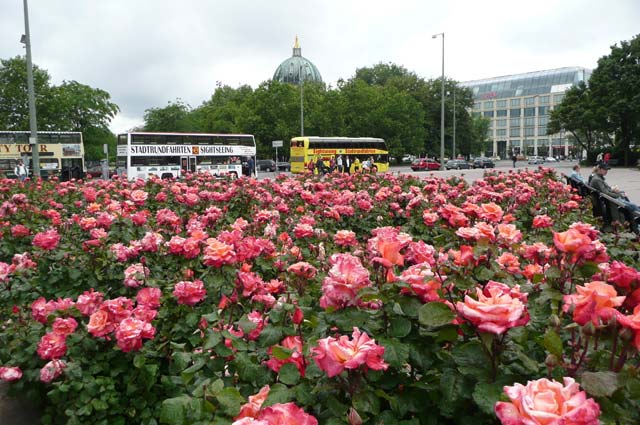 Christoph Columbus Und Andere Rosen Kaufen Sie Gunstig Im Online
