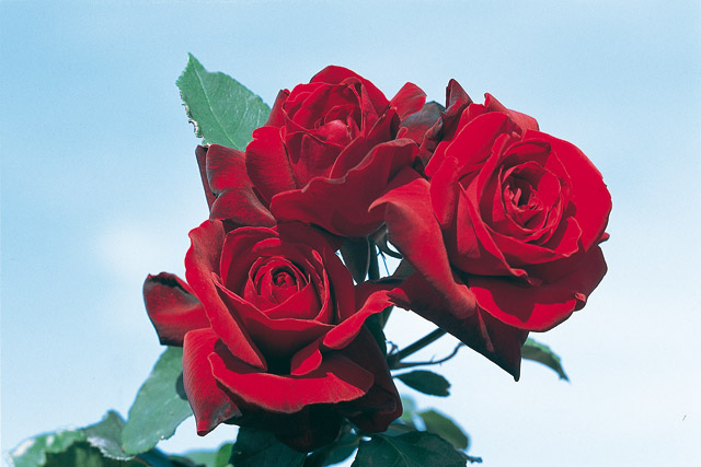 Le Rouge et le Noir® and other roses you can buy at the online shop of  Rosen-Direct.de