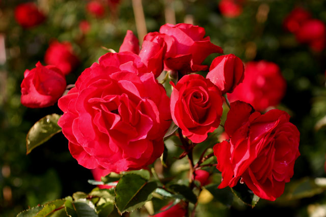 Gruß an Heidelberg® und andere Rosen kaufen Sie günstig im