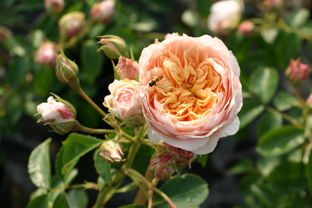 Gingerrose85