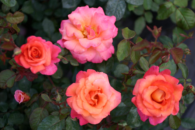 Freisinger Frisimo, Sunrise und andere Rosen