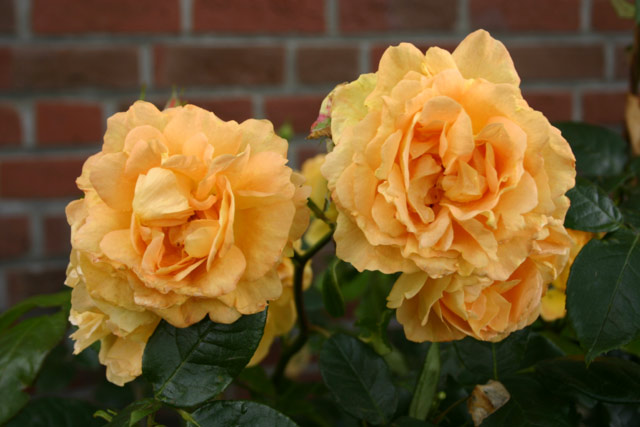 Bernstein Rose® und andere Rosen kaufen Sie günstig im von