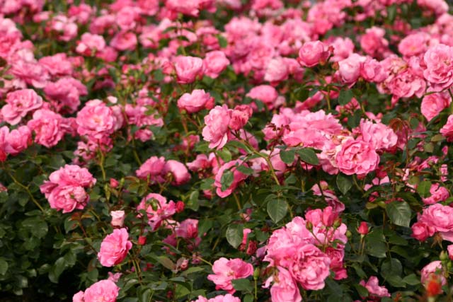 Rose Play Rose Play