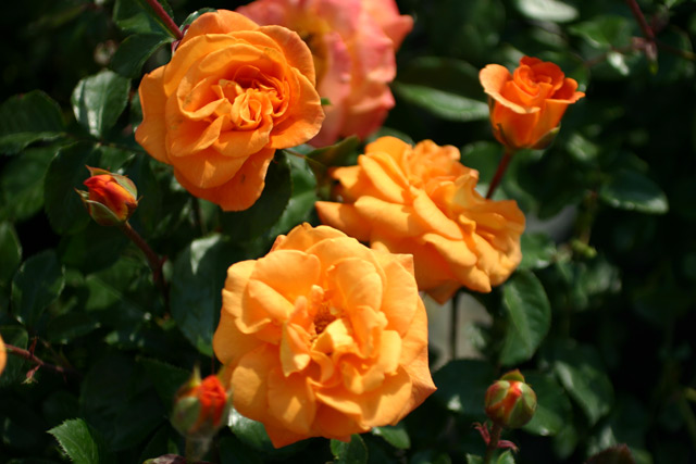 Westzeit® und andere Rosen kaufen Sie günstig im von Rosen