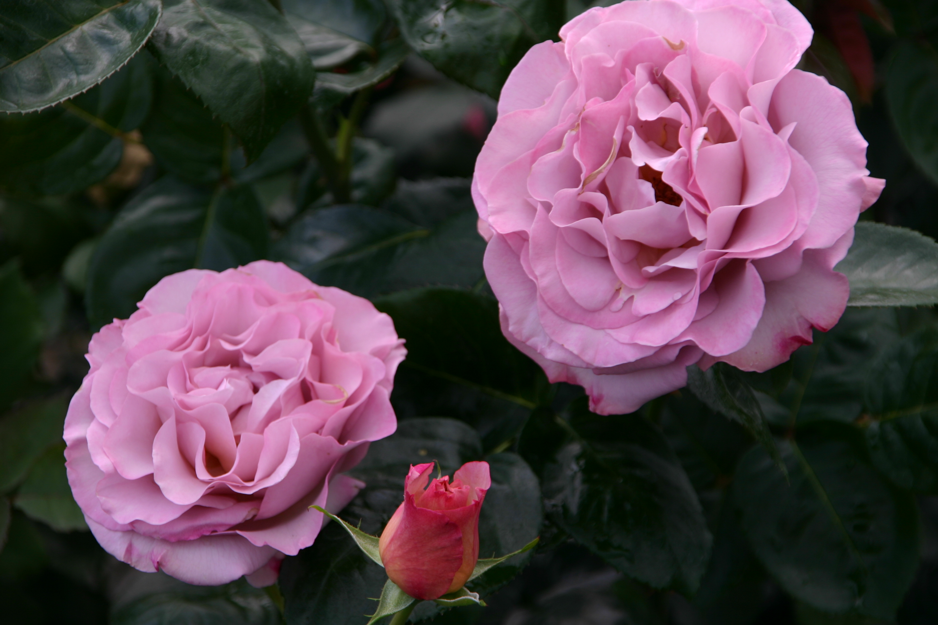 Blue Girl® Wurzelnackte Rose A Qualität und andere Rosen kaufen Sie