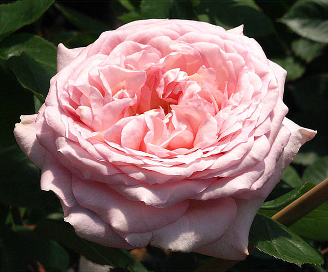 Rose Estefania Foto rosen-direct