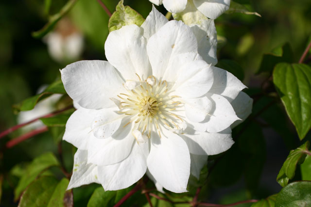 Clematis Duchess of Edinburgh Foto rosendirect