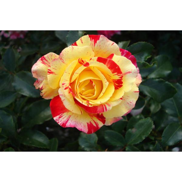 Camille Pissarro® - Wurzelnackte Rose -A- Qualität