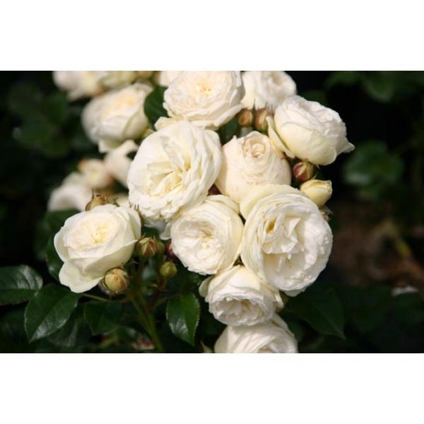 Artemis® Wurzelnackte Rose A Qualität und andere Rosen kaufen Sie