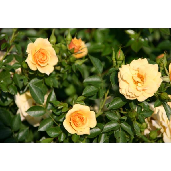 Zorba® - Wurzelnackte Rose -A- Qualität