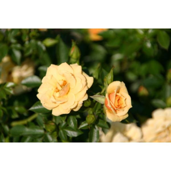 Zorba® - Wurzelnackte Rose -A- Qualität