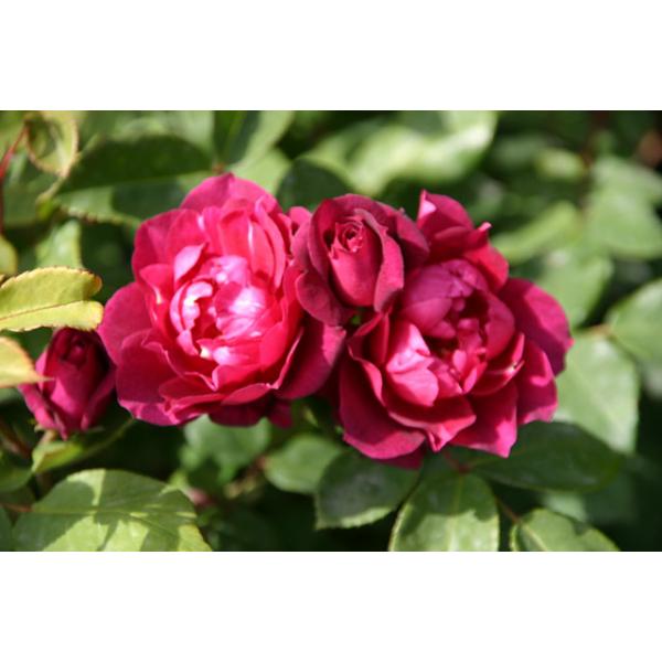Cardinal Hume® - Wurzelnackte Rose -A- Qualität