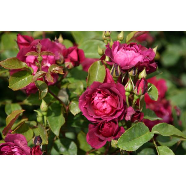 Cardinal Hume® - Wurzelnackte Rose -A- Qualität