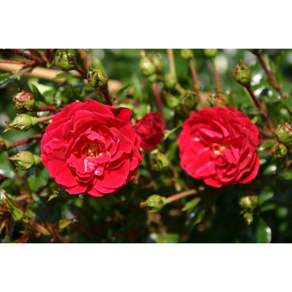 Dacapo® Wurzelnackte Rose A Qualität und andere Rosen kaufen Sie